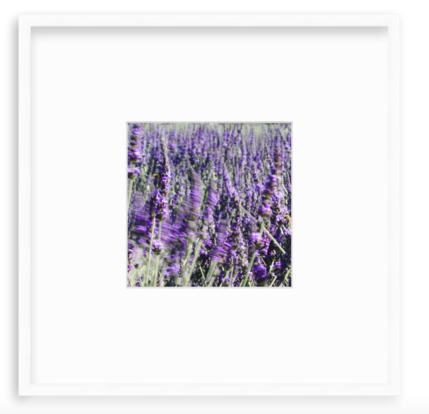 "Lavender"