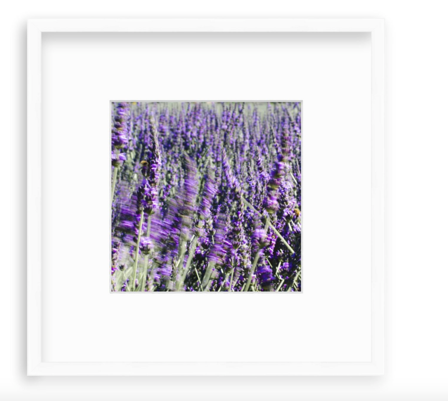 "Lavender"