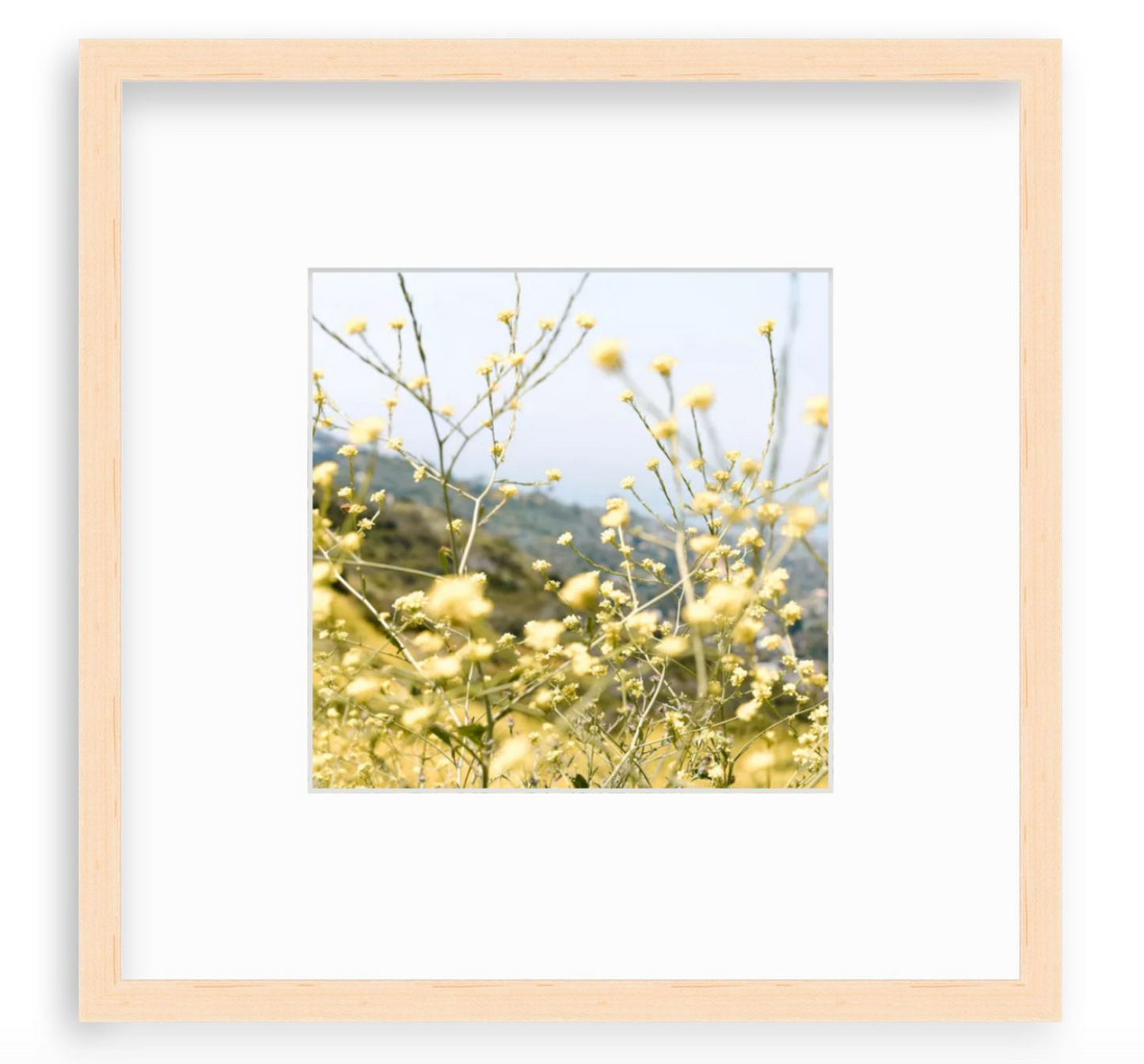 "Laguna Yellow"