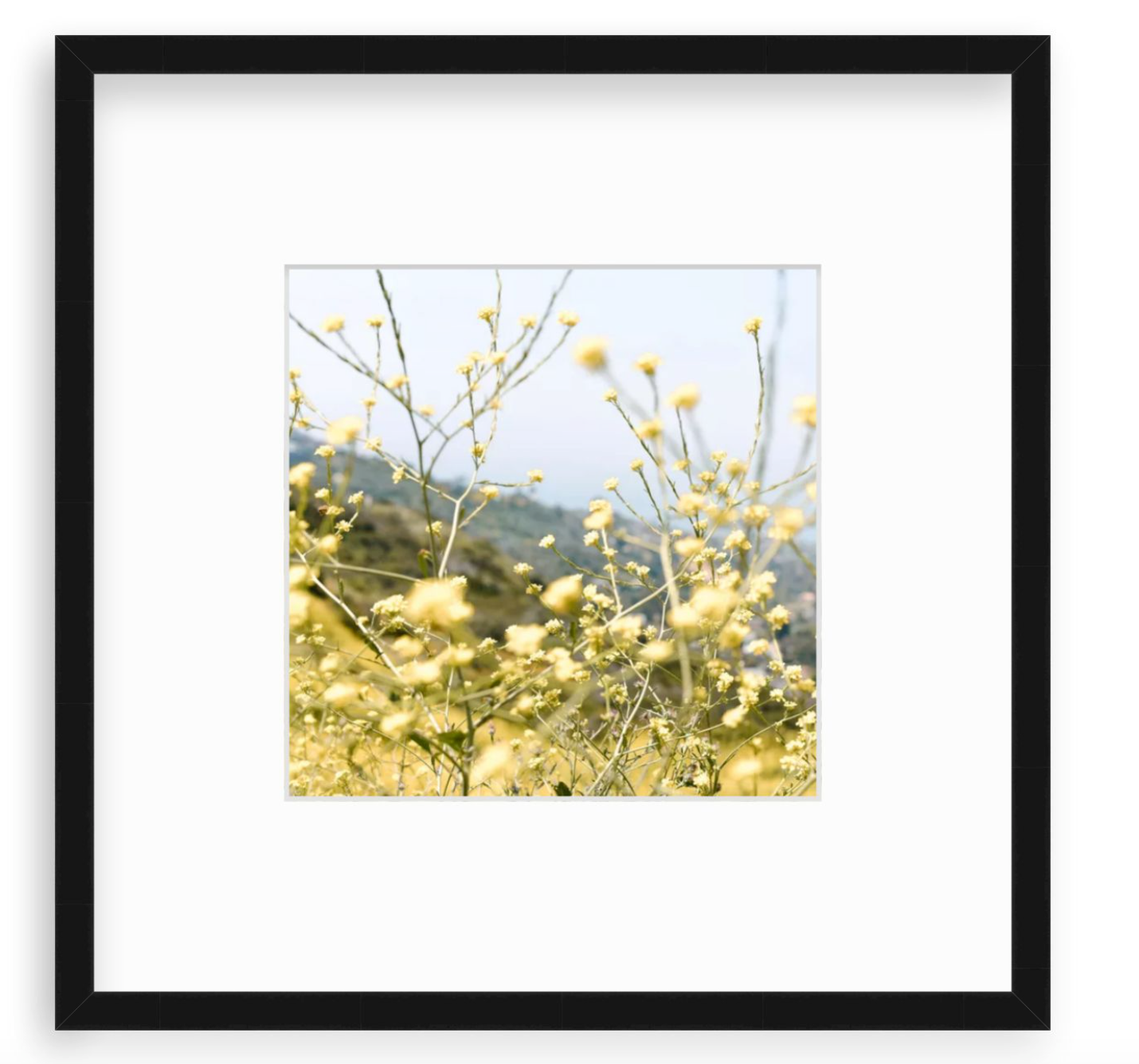 "Laguna Yellow"