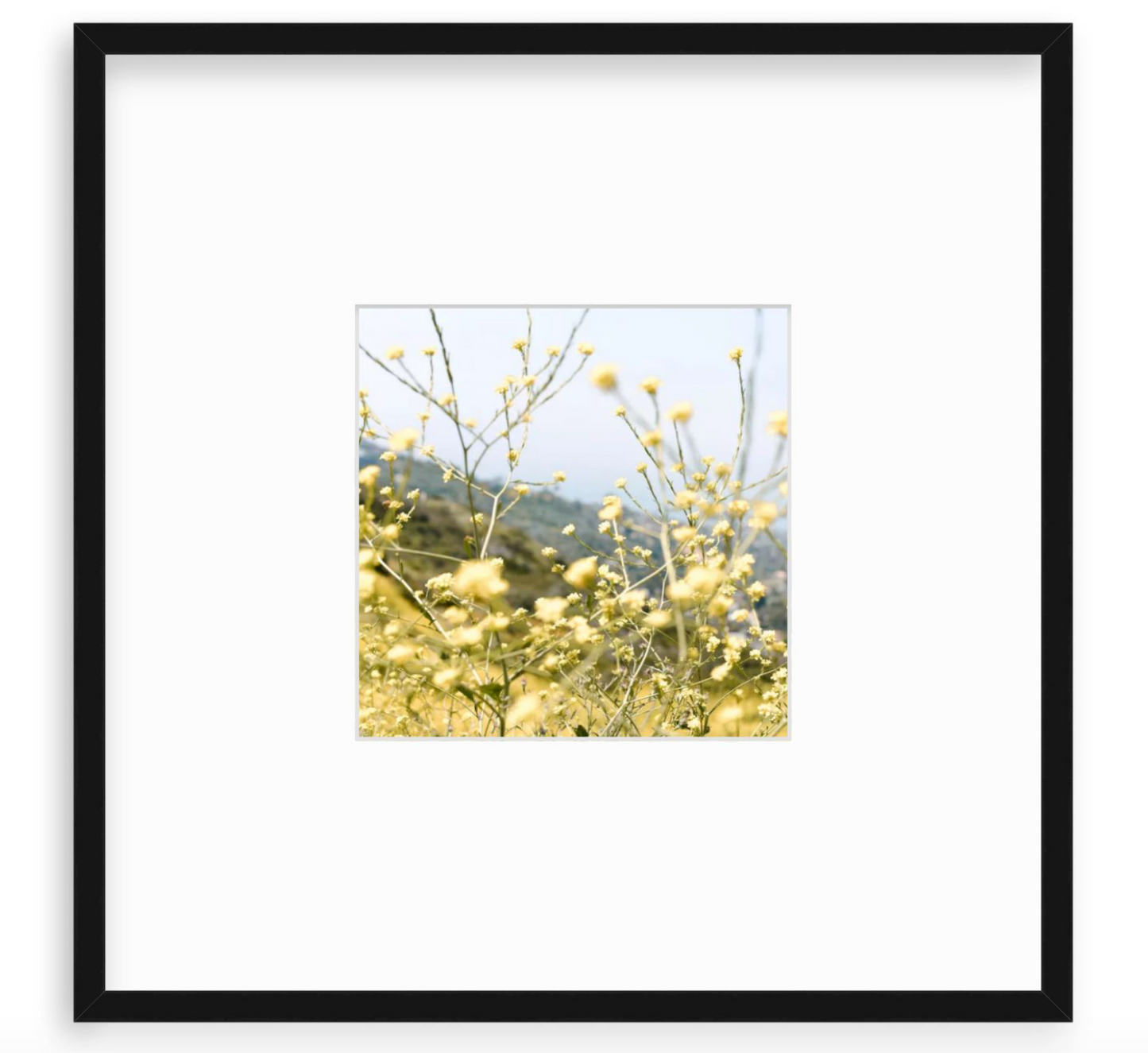 "Laguna Yellow"