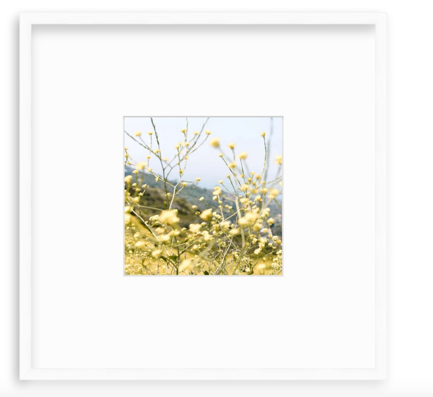 "Laguna Yellow"