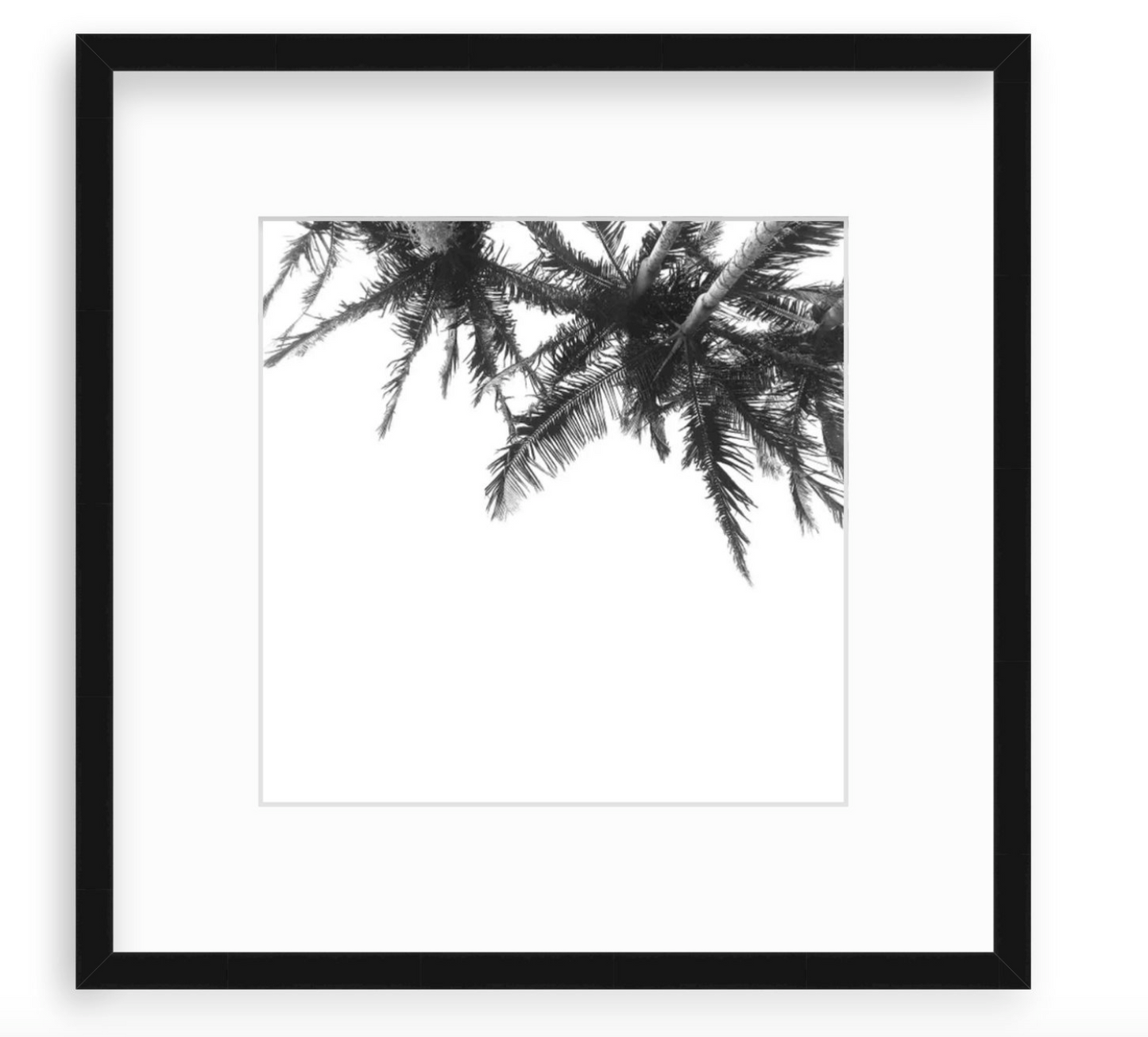 "Palms"