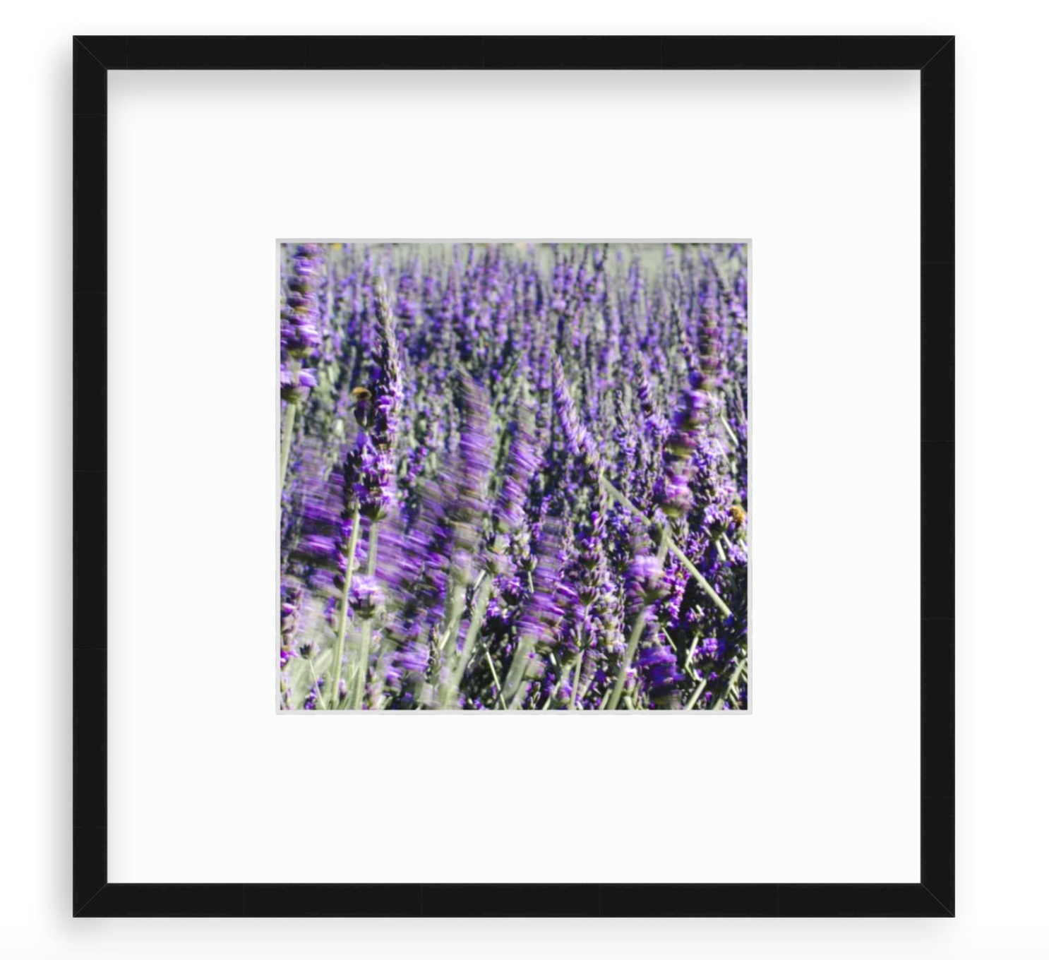 lavender wall plant Lavender" – Walls of Wanderers